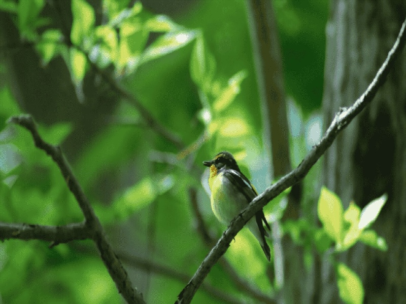 试管怀孕还要建卡,试管凯莱克林